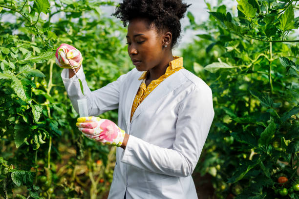 istock A female African agricultural technician is analyzing tomatoes from a vegetable garden. 1500252129
