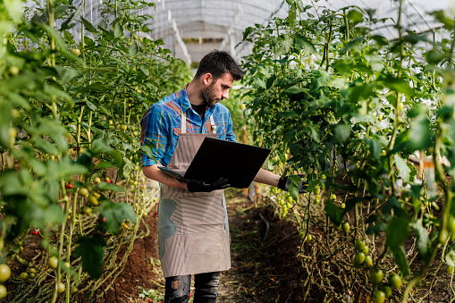 A young man is using a laptop and checking down the condition of tomatoes in a large greenhouse.