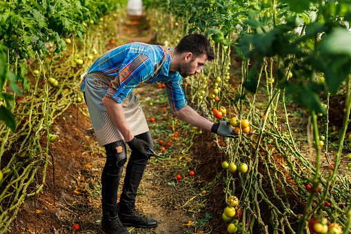 A young man is harvesting tomatoes from a large vegetable garden.