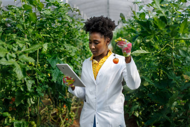 istock A female agricultural technician is using a digital tablet and checking down the condition of tomatoes in a large greenhouse. 1500253204