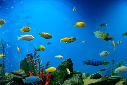 Big blue fish swim in aquarium.