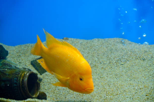 Yellow beautiful aquarium fish cichlasoma citron, lemon cichlasoma