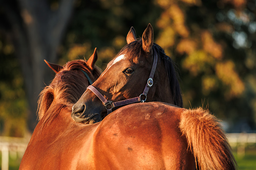 Two horses grooming, biting and scratching each other on pasture. Animal behavior