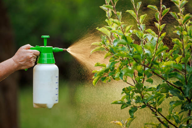 istock Spraying tree with insecticide against pests and diseases in orchard 1500253861