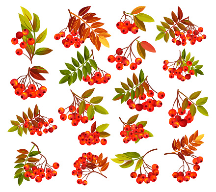 Autumn Rowan Berry Branch with Clusters and Leaves Big Vector Set. Natural Seasonal Plant with Ripe Fruit