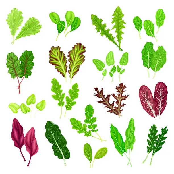 Vector illustration of Lettuce and Salad Green Leaves for Culinary Use Big Vector Set