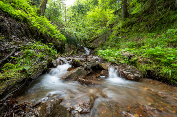 istock Stream in forest in Murijev vrelec nature reserve in Carinthia, Austria 1500259894