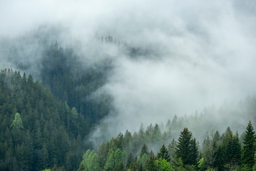 Clouds and mist moving over the pine tree forest in the Zgornje Jezersko valley in Slovenia during a springtime day in the  Kamnik–Savinja Alps.