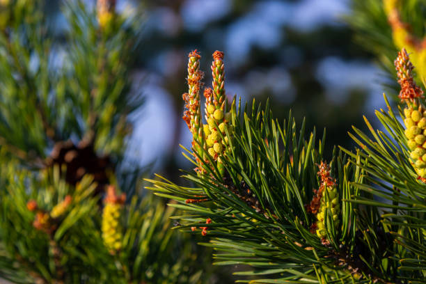 sylvestris Scotch European red pine Scots or Baltic pine. closeup macro selective focus branch with cones flowers and pollen over out of focus background with copyspace sylvestris Scotch European red pine Scots or Baltic pine. closeup macro selective focus branch with cones flowers and pollen over out of focus background with copyspace. dwarf pine trees stock pictures, royalty-free photos & images