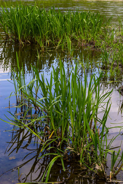 istock Water plants corn dog grass beside the river. Typha latifolia is also known as reed flower bulrush 1500261981