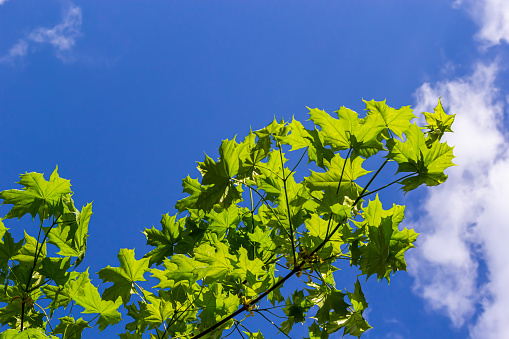 Green fresh maple leaves in macro with a blue sky. Summer sunny day, background image, spring concept.