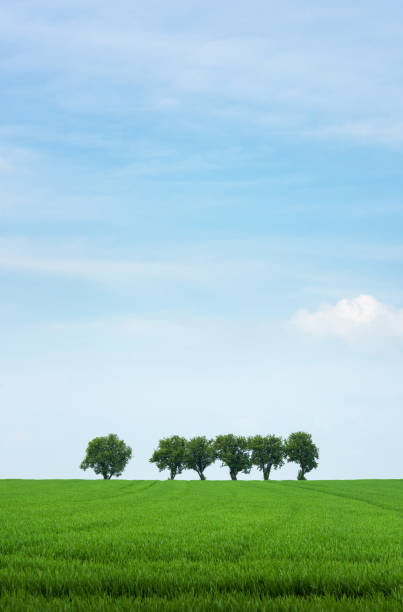 istock Green trees on a green field in spring, Waldviertel Lower Austria 1500263486