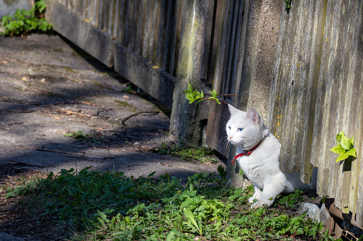 A white and fluffy cat has slipped through the wooden fence and is looking ahead