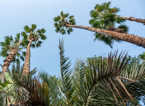 Mexican Fan Palm (Washingtonia robusta) in Marrakesh, Morocco