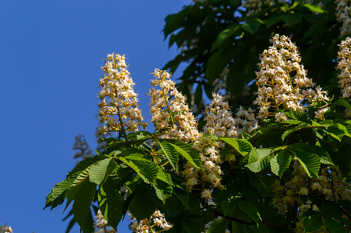 Cluster with white chestnut flowers. White chestnut blossom with tiny tender flowers and green leaves background. Horse chestnut flower with selective focus. Horse chestnut blossoming in springtime.
