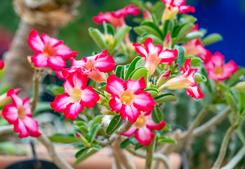 Adenium Obesum (Apocynaceae) in Marrakesh, Morocco, which is native to Africa and the Arabian peninsula and belongs to the dogbane family. This toxic succulent is also known as the desert rose.