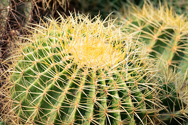 Golden Barrel Cactus at Majorelle Gardens in Marrakesh, Morocco