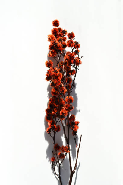 istock Red fluffy dried flowers on white background. 1500266084