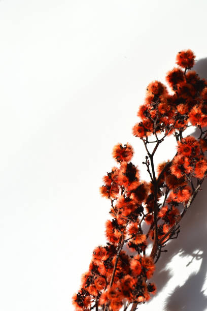 istock Red fluffy dried flowers on white background. 1500266129