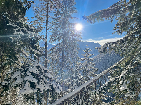 Scenics view of snow covered trees in forest during sunny day, Kals am Grossglockner, Austria.