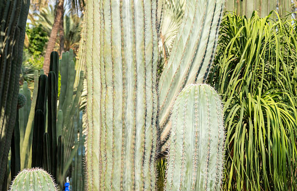 Cactus at Majorelle Gardens in Marrakesh, Morocco