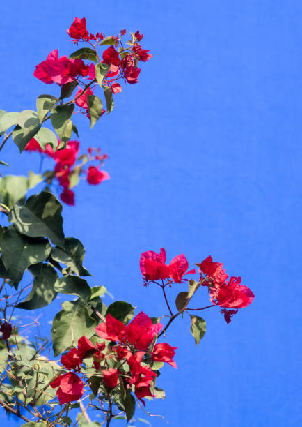 Red tropical flowers