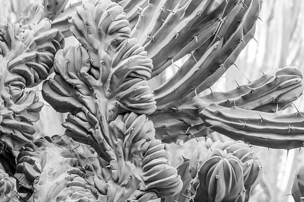 Crassula at Majorelle Gardens in Marrakesh, Morocco