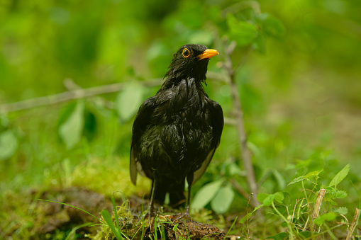 male blackbird after rain