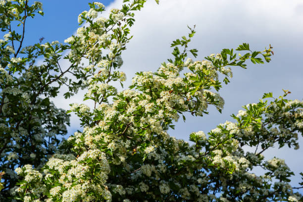 zbliżenie gałązki głogu środkowego lub crataegus laevigata z rozmytym tłem sfotografowanym w ogrodzie ziół i roślin leczniczych - crataegus monogyna zdjęcia i obrazy z banku zdjęć