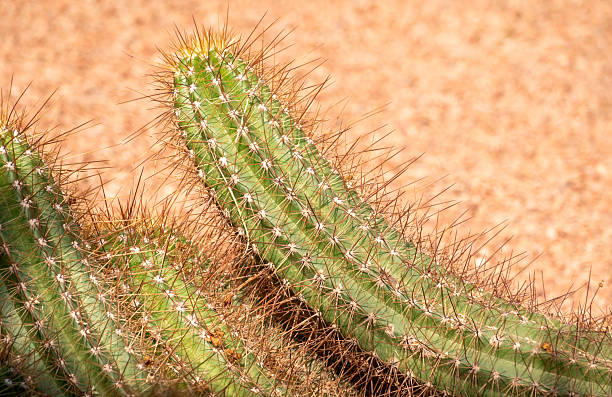 Cactus at Majorelle Gardens in Marrakesh, Morocco