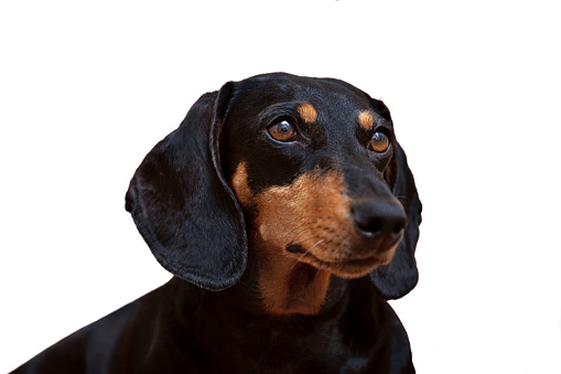 Dog, black dachshund on a white background, close-up
