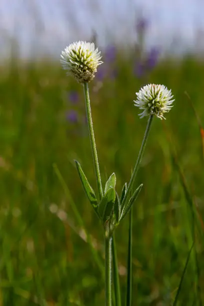 Trifolium montanum, mountain clover meadow in summer. Collecting medicinal herbs for non-traditional medicine. Soft focus.