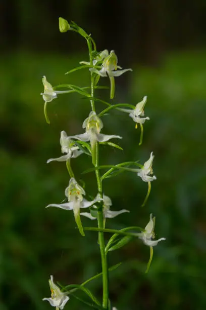 Platanthera bifolia, commonly known as the lesser butterfly-orchid is a species of orchid in the genus Platanthera. Blossom in the forest.