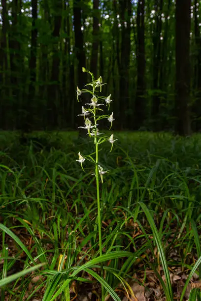 Platanthera bifolia, commonly known as the lesser butterfly-orchid is a species of orchid in the genus Platanthera. Blossom in the forest.