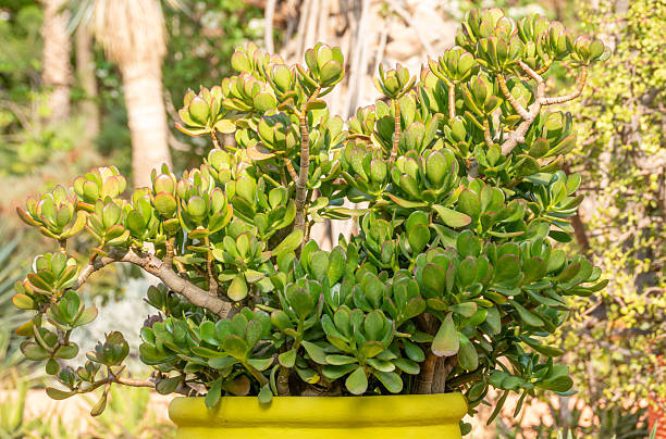 A potted plant showing leaves speckled with small drops of water after being watered