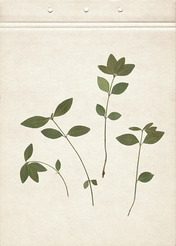 Vintage press and dry green leaf herbarium background on old paper. Scanned image.