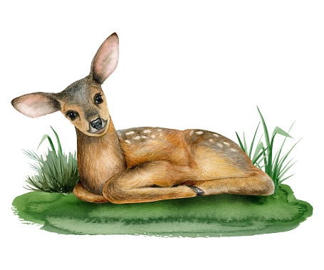 Yound baby deer laying on grass watercolor illustration of cute forest woodland fawn animal isolated on white background for stickers and nursery kids designs.