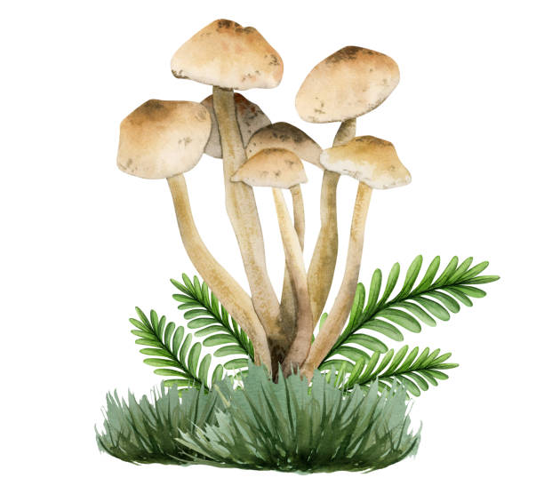 Marasmius oreades light brown edible mushroom in grass and leaves illustration. Hand drawn watercolor fairy ring champignon isolated on white background for recipe, menu, packaging, Halloween designs Marasmius oreades light brown edible mushroom in grass and leaves illustration. Hand drawn watercolor fairy ring champignon isolated on white background for recipe, menu, packaging, Halloween designs. marasmius oreades mushrooms stock illustrations