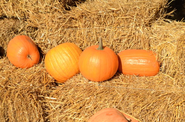 istock Decorations for Halloween. Beautiful big pumpkins among the hay. 1500290610