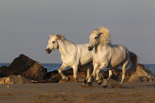 Distant wide shot of a woman horseback riding along the beach in the North East of England. The scene is tranquil and calm.