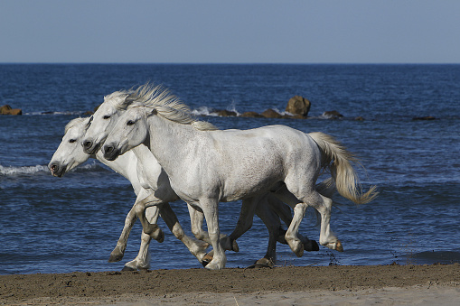 Camargue Horse, Galloping on the Beach, Saintes Marie de la Mer in Camargue, in the South of France