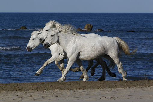 Camargue Horse, Galloping on the Beach, Saintes Marie de la Mer in Camargue, in the South of France