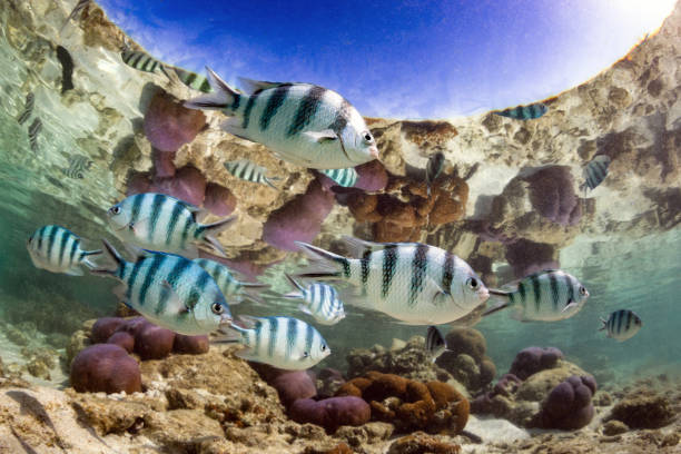 istock Tropical fish swimming in shallow reef below a blue sky 1500292058