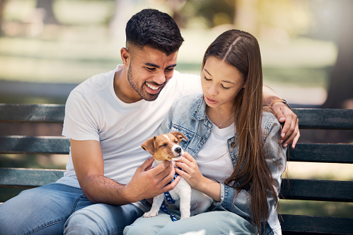 Young couple, puppy and relax in park, bench and summer sunshine with happiness, care and bonding. Man, woman and small dog with touch, smile and hug for love, romance and family in nature together