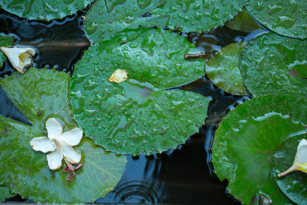 Water lily leaves in a pond with drops on it stock photo