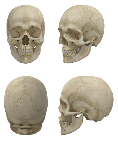 Digital medical illustration: Lateral (side)  view (orthogonal) of human skull (includes teeth) and neck featuring vertebrae, discs and ligaments (includes visible Interspinale, Nuchae, Anulus, Flavum, Capsula and Intertransversarium).