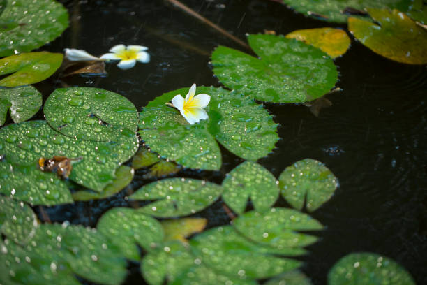 Water lily leaves in a pond with drops on it stock photo