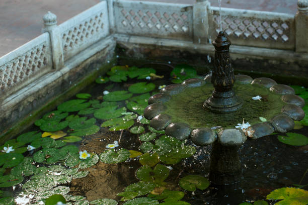 Water pond with a fountain and green lily leaves stock photo