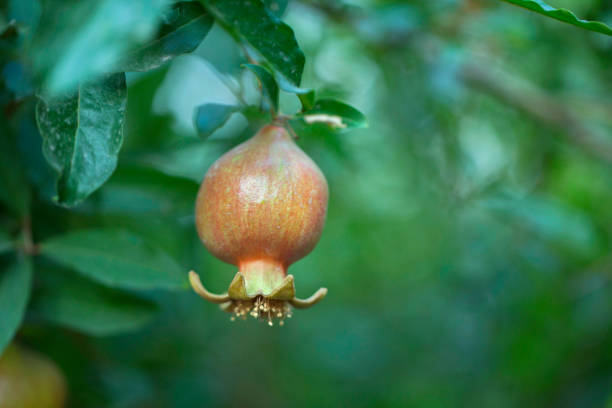 Pomegranate hanging on tree with green leaves at the back stock photo
