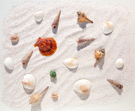 Colorful seashells pattern on sand top view.